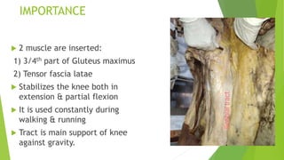 IMPORTANCE
 2 muscle are inserted:
1) 3/4th part of Gluteus maximus
2) Tensor fascia latae
 Stabilizes the knee both in
extension & partial flexion
 It is used constantly during
walking & running
 Tract is main support of knee
against gravity.
 