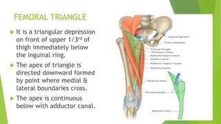 FEMORAL TRIANGLE
 It is a triangular depression
on front of upper 1/3rd of
thigh immediately below
the inguinal ring.
 The apex of triangle is
directed downward formed
by point where medial &
lateral boundaries cross.
 The apex is continuous
below with adductor canal.
 
