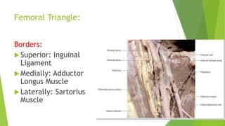 Femoral Triangle:
Borders:
 Superior: Inguinal
Ligament
 Medially: Adductor
Longus Muscle
 Laterally: Sartorius
Muscle
 