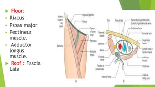  Floor:
 Iliacus
 Psoas major
 Pectineus
muscle.
 Adductor
longus
muscle.
 Roof : Fascia
Lata
 