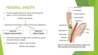 FEMORAL SHEATH
 Funnel shaped sleeve of fascia enclosing the
upper 3-4cm of femoral vessels.
 Sheath formed by
downward extension 2 layer of fascia of abdomen.
 Inferiorly sheath merges with connective tissue
around femoral vessels.
 Asymmetrical : lateral wall vertical
medial wall oblique
Anterior
(Fascia transversalis)
Posterior
(fascia iliaca)
 