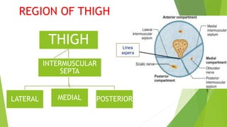 REGION OF THIGH
THIGH
LATERAL MEDIAL POSTERIOR
INTERMUSCULAR
SEPTA
Linea
aspera
 