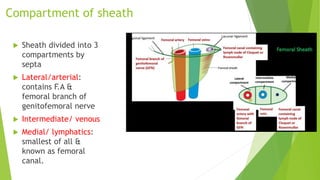 Compartment of sheath
 Sheath divided into 3
compartments by
septa
 Lateral/arterial:
contains F.A &
femoral branch of
genitofemoral nerve
 Intermediate/ venous
 Medial/ lymphatics:
smallest of all &
known as femoral
canal.
 