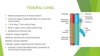 FEMORAL CANAL
 Medial compartment of femoral sheath
 Conical in shape, being wide above or at base and
narrow below.
 1.5cm long, 1.5cm wide at base.
 Base or upper end is called femoral ring.
 Boundaries of femoral ring:
anterior: inguinal ligament
Posterior: pectineus & its covering fascia
Medially: lacunar ligament
Laterally: septum separating from femoral vein.
 Contains: lymph node Rosenmuller, lymphatics &
small amount areolar tissue.
 