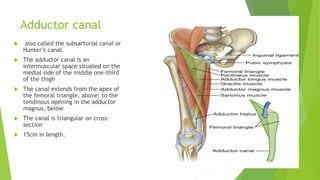 Adductor canal
 also called the subsartorial canal or
Hunter’s canal.
 The adductor canal is an
intermuscular space situated on the
medial side of the middle one-third
of the thigh
 The canal extends from the apex of
the femoral triangle, above; to the
tendinous opening in the adductor
magnus, below
 The canal is triangular on cross-
section
 15cm in length.
 