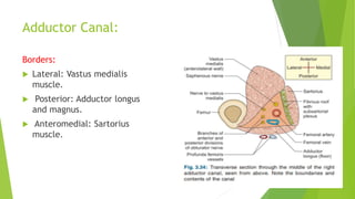 Adductor Canal:
Borders:
 Lateral: Vastus medialis
muscle.
 Posterior: Adductor longus
and magnus.
 Anteromedial: Sartorius
muscle.
 