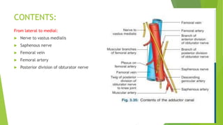 CONTENTS:
From lateral to medial:
 Nerve to vastus medialis
 Saphenous nerve
 Femoral vein
 Femoral artery
 Posterior division of obturator nerve
 