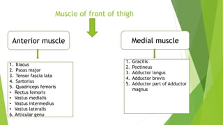 Muscle of front of thigh
Anterior muscle Medial muscle
1. Iliacus
2. Psoas major
3. Tensor fascia lata
4. Sartorius
5. Quadriceps femoris
• Rectus femoris
• Vastus medialis
• Vastus intermedius
• Vastus lateralis
6. Articular genu
1. Gracilis
2. Pectineus
3. Adductor longus
4. Adductor brevis
5. Adductor part of Adductor
magnus
 