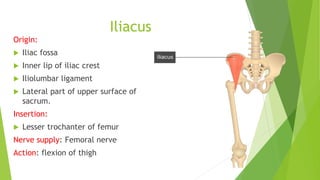 Iliacus
Origin:
 Iliac fossa
 Inner lip of iliac crest
 Iliolumbar ligament
 Lateral part of upper surface of
sacrum.
Insertion:
 Lesser trochanter of femur
Nerve supply: Femoral nerve
Action: flexion of thigh
 
