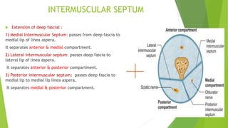 INTERMUSCULAR SEPTUM
 Extension of deep fascial :
1) Medial Intermuscular Septum: passes from deep fascia to
medial lip of linea aspera.
It separates anterior & medial compartment.
2) Lateral intermuscular septum: passes deep fascia to
lateral lip of linea aspera.
It separates anterior & posterior compartment.
3) Posterior intermuscular septum: passes deep fascia to
medial lip to medial lip linea aspera.
It separates medial & posterior compartment.
 