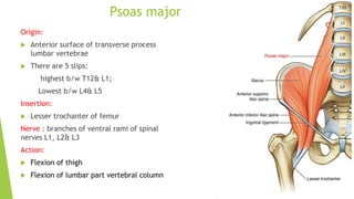 Psoas major
Origin:
 Anterior surface of transverse process
lumbar vertebrae
 There are 5 slips:
highest b/w T12& L1;
Lowest b/w L4& L5
Insertion:
 Lesser trochanter of femur
Nerve : branches of ventral rami of spinal
nerves L1, L2& L3
Action:
 Flexion of thigh
 Flexion of lumbar part vertebral column
 