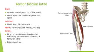 Tensor fasciae latae
Origin
 Anterior part of outer lip of iliac crest
 Outer aspect of anterior superior iliac
spine
Insertion:
 Upper end of Iliotibial tract
Nerve : superior gluteal nerve(L4,L5,S1)
Action:
 Helps in maintain erect posture by
stabilizing pelvis on head of femur, &
femur on tibia
 Extension of leg
 