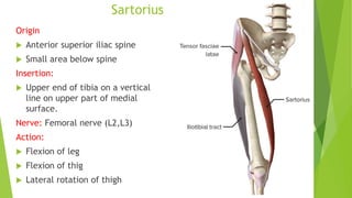 Sartorius
Origin
 Anterior superior iliac spine
 Small area below spine
Insertion:
 Upper end of tibia on a vertical
line on upper part of medial
surface.
Nerve: Femoral nerve (L2,L3)
Action:
 Flexion of leg
 Flexion of thig
 Lateral rotation of thigh
 