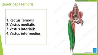 Quadriceps femoris
1.Rectus femoris
2.Vastus medialis
3.Vastus laterialis
4.Vastus intermedius
 