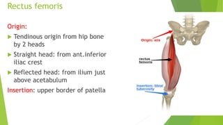 Rectus femoris
Origin:
 Tendinous origin from hip bone
by 2 heads
 Straight head: from ant.inferior
iliac crest
 Reflected head: from ilium just
above acetabulum
Insertion: upper border of patella
 