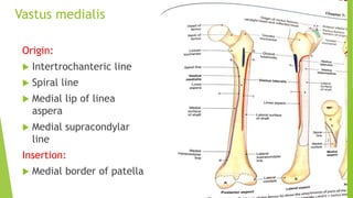 Vastus medialis
Origin:
 Intertrochanteric line
 Spiral line
 Medial lip of linea
aspera
 Medial supracondylar
line
Insertion:
 Medial border of patella
 