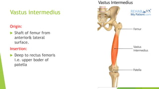 Vastus intermedius
Origin:
 Shaft of femur from
anterior& lateral
surface.
Insertion:
 Deep to rectus femoris
i.e. upper boder of
patella
 