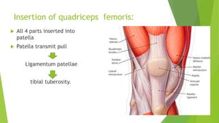 Insertion of quadriceps femoris:
 All 4 parts inserted into
patella
 Patella transmit pull
Ligamentum patellae
tibial tuberosity.
 