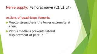 Nerve supply: Femoral nerve (L2,L3,L4)
Actions of quadriceps femoris:
 Muscle strengthens the lower extremity at
knee.
 Vastus medialis prevents lateral
displacement of patella.
 