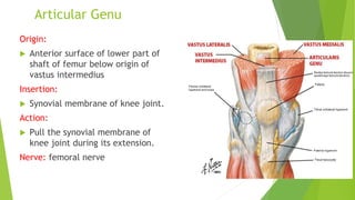Articular Genu
Origin:
 Anterior surface of lower part of
shaft of femur below origin of
vastus intermedius
Insertion:
 Synovial membrane of knee joint.
Action:
 Pull the synovial membrane of
knee joint during its extension.
Nerve: femoral nerve
 