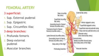 FEMORAL ARTERY
3 superficial:
1. Sup. External pudenal
2. Sup. Epigastric
3. Sup. Circumflex iliac
3 deep branches:
1. Profunda femoris
2. Deep external
pudenal
3. Muscular branches
 