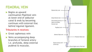 FEMORAL VEIN
 Begins as upward
continuation Popliteal vein
at lower end of adductor
canal & ends by becoming
continues with external iliac
behind inguinal ligament.
Tributaries it receives:
 Great saphenous vein
 Veins accompanying deep
branches of femoral artery
i.e. profunda, deep external
pudenal & muscular,
 