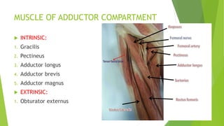 MUSCLE OF ADDUCTOR COMPARTMENT
 INTRINSIC:
1. Gracilis
2. Pectineus
3. Adductor longus
4. Adductor brevis
5. Adductor magnus
 EXTRINSIC:
1. Obturator externus
 