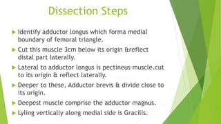 Dissection Steps
 Identify adductor longus which forma medial
boundary of femoral triangle.
 Cut this muscle 3cm below its origin &reflect
distal part laterally.
 Lateral to adductor longus is pectineus muscle.cut
to its origin & reflect laterally.
 Deeper to these, Adductor brevis & divide close to
its origin.
 Deepest muscle comprise the adductor magnus.
 Lyling vertically along medial side is Gracilis.
 