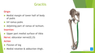 Gracilis
Origin
 Medial margin of lower half of body
of pubis
 Inf ramus pubis
 Adjoining part of ramus of ischium.
Insertion:
 Upper part medial surface of tibia
Nerve: obturator nerve(l2,l3)
Action
 Flexion of leg
 Medial rotation & adduction thigh.
 
