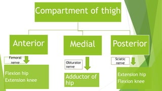Compartment of thigh
Femoral
nerve
Anterior
Flexion hip
Extension knee
Medial
Adductor of
hip
Posterior
Extension hip
Flexion knee
Obturator
nerve
Sciatic
nerve
 
