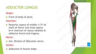 ADDUCTOR LONGUS
Origin:
 Front of body of pevis
Insertion:
 Posterior aspect of middle 1/3rd of
shaft of femur into linea aspera
b/w insertion of vastus medialis &
adductor brevis and magnus.
Nerve:
 Ant. Division of Obturator nerve.
Action:
 Adduction & flexion thigh.
 