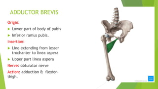 ADDUCTOR BREVIS
Origin:
 Lower part of body of pubis
 Inferior ramus pubis.
Insertion:
 Line extending from lesser
trochanter to linea aspera
 Upper part linea aspera
Nerve: obturator nerve
Action: adduction & flexion
thigh.
 