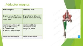 Adductor magnus
Adductor part: Hamstring part:
Origin: ramus of ischium
Lower part inferior
ramus pubis
Origin: Inferior & lateral
part of ischial tuberosity
Insertion: medial margin
of gluteal tuberosity
• Linea aspera
• Medial condylar ridge
Insertion: adductor
tubercle on medial
condyle of femur
Nerve: obturator nerve Nerve: sciatic nerve
 