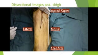 Dissectional images ant. thigh
 