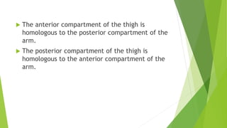  The anterior compartment of the thigh is
homologous to the posterior compartment of the
arm.
 The posterior compartment of the thigh is
homologous to the anterior compartment of the
arm.
 