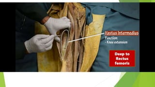 Deep to
Rectus
femoris
 