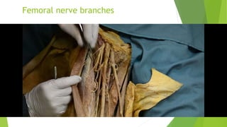 Femoral nerve branches
 