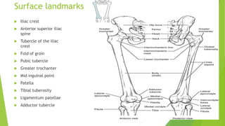 Surface landmarks
 Iliac crest
 Anterior superior iliac
spine
 Tubercle of the iliac
crest
 Fold of groin
 Pubic tubercle
 Greater trochanter
 Mid inguinal point
 Patella
 Tibial tuberosity
 Ligamentum patellae
 Adductor tubercle
 