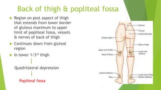 Back of thigh & popliteal fossa
 Region on post aspect of thigh
that extends from lower border
of gluteus maximum to upper
limit of popliteal fossa, vessels
& nerves of back of thigh
 Continues down from gluteal
region
 In lower 1/3rd thigh
Quadrilateral depression
Popliteal fossa
 