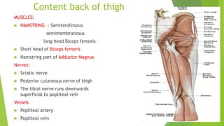 Content back of thigh
MUSCLES:
 HAMSTRING : Semitendinsous
semimembranosus
long head Biceps femoris
 Short head of Biceps femoris
 Hamstring part of Adductor Magnus
Nerves:
 Sciatic nerve
 Posterior cutaneous nerve of thigh
 The tibial nerve runs downwards
superficial to popliteal vein
Vessels
 Popliteal artery
 Popliteal vein
 