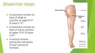 Dissection steps
 A transverse incision on
back of thigh at
junction of upper2/3rd
& lower1/3rd.
 A transverse incision on
back of leg at junction
of upper 1/4th & lower
3/4th
 A vertical incision
joining the mid points
of two transverse
incisions.
 