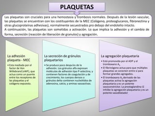 PLAQUETAS 
Las plaquetas son cruciales para una hemostasia y trombosis normales. Después de la lesión vascular, 
las plaquetas se encuentran con los costituyentes de la MEC (Colágeno, proteoglucanos, fibronectina y 
otras glucoproteínas adhesivas), normalmente secuestrados pro debajo del endotelio intacto. 
A continuación, las plaquetas son sometidas a activación. Lo que implica la adhesión y el cambio de 
forma, secreción (reacción de liberación de granulos) y agregación. 
La adhesión 
plaqueta - MEC 
• Esta mediada por el 
factor de Von 
Willebrand (vWF), que 
actua como un puente 
entre los receptores de 
las plaquetas y el 
colágeno expuesto. 
La secreción de gránulos 
plaquetarios 
• Se produce poco despu’es de la 
adhesión. Los gránulos alfa expresan 
moléculas de adhesión tipo P-selectina, y 
contienen factores de coagulación y de 
crecimiento, los cuerpos densos o 
gránulos delta contienen nucleótidos de 
adenosina, calcio, y aminas vasoactivas. 
La agregación plaquetaria 
• Está promovida por el ADP y el 
tromboxano A2. 
• El fibrinógeno actua para que múltiples 
plaquetas se conecten entre sí para 
formar grandes agregados. 
• El tromboxano A2 derivado de las 
plaquetas activa la agregación 
plaquetaria y es un potente 
vasoconstrictor. La prostaglandina I2 
inhiibe la agregación plaquetaria y es un 
potente vasodilatador. 
 