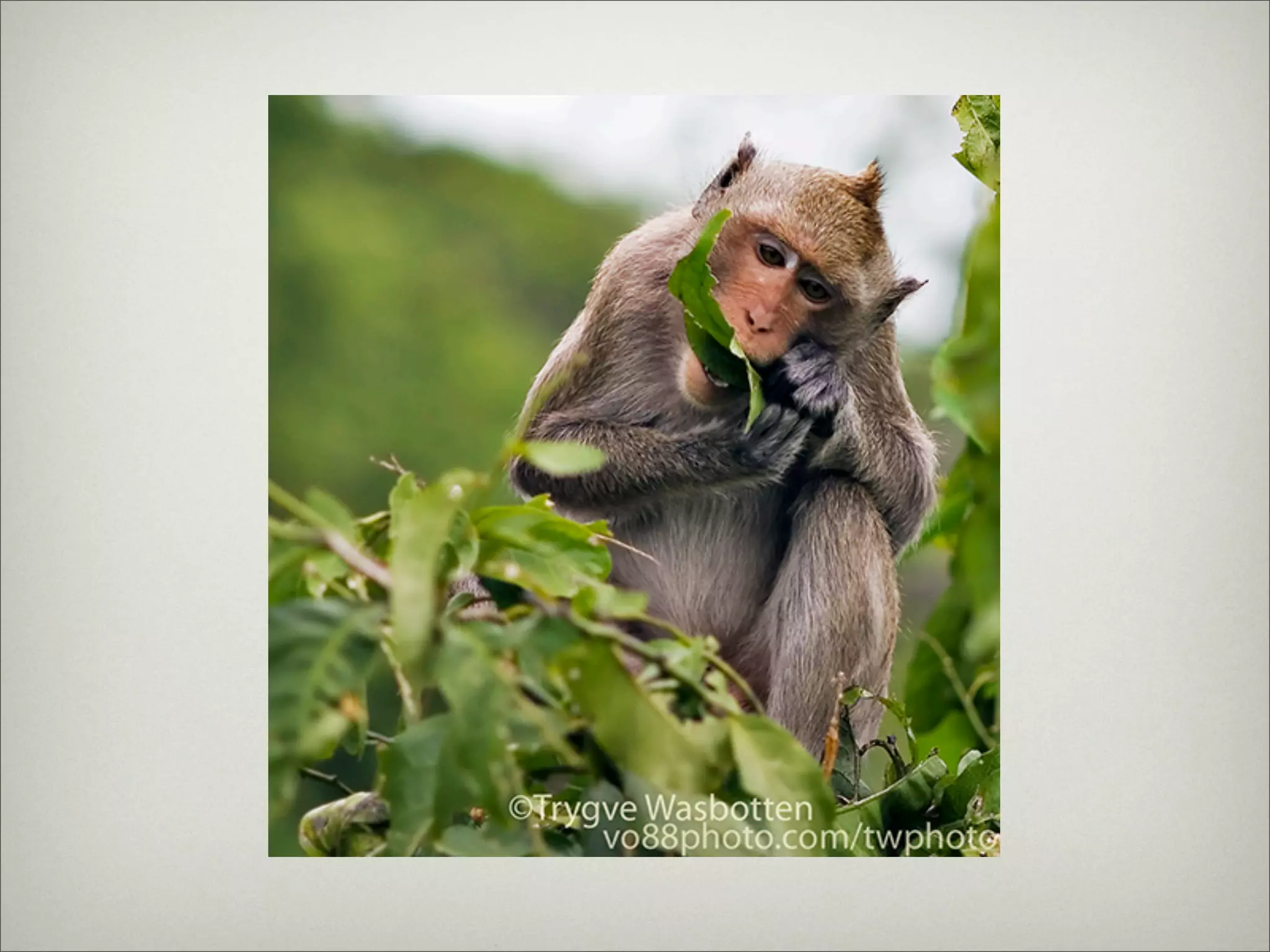 Thing's in ChonBuri Thailand