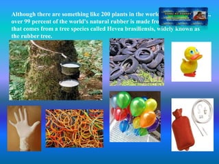 Although there are something like 200 plants in the world that produce latex,
over 99 percent of the world's natural rubber is made from the latex
that comes from a tree species called Hevea brasiliensis, widely known as
the rubber tree.
 