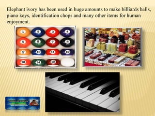 Elephant ivory has been used in huge amounts to make billiards balls,
piano keys, identification chops and many other items for human
enjoyment.
 