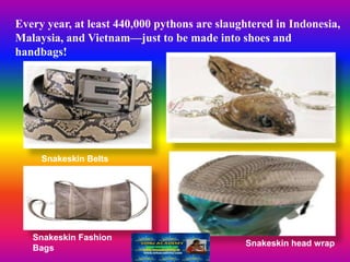 Every year, at least 440,000 pythons are slaughtered in Indonesia,
Malaysia, and Vietnam—just to be made into shoes and
handbags!
Snakeskin Belts
Snakeskin head wrap
Snakeskin Fashion
Bags
 