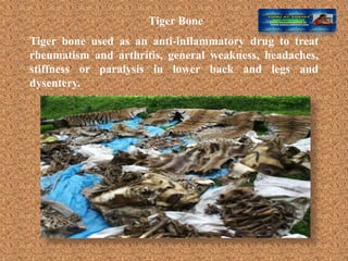 Tiger Bone
Tiger bone used as an anti-inflammatory drug to treat
rheumatism and arthritis, general weakness, headaches,
stiffness or paralysis in lower back and legs and
dysentery.
 