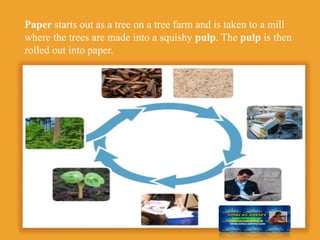 Paper starts out as a tree on a tree farm and is taken to a mill
where the trees are made into a squishy pulp. The pulp is then
rolled out into paper.
 