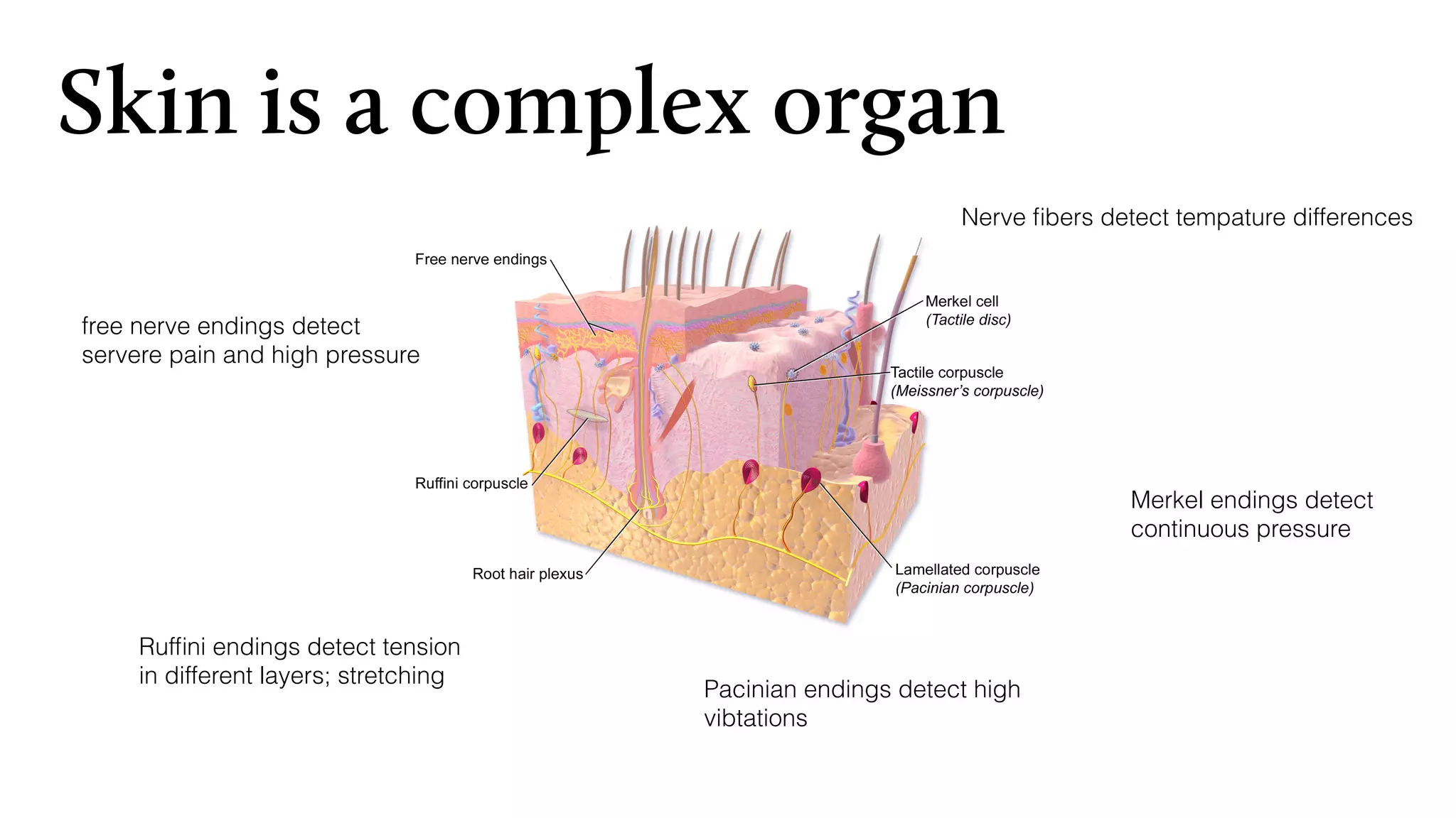 Nerve ﬁbers detect tempature differences
free nerve endings detect
servere pain and high pressure
Merkel endings detect
continuous pressure
Rufﬁni endings detect tension
in different layers; stretching
Pacinian endings detect high
vibtations
Skin is a complex organ
 