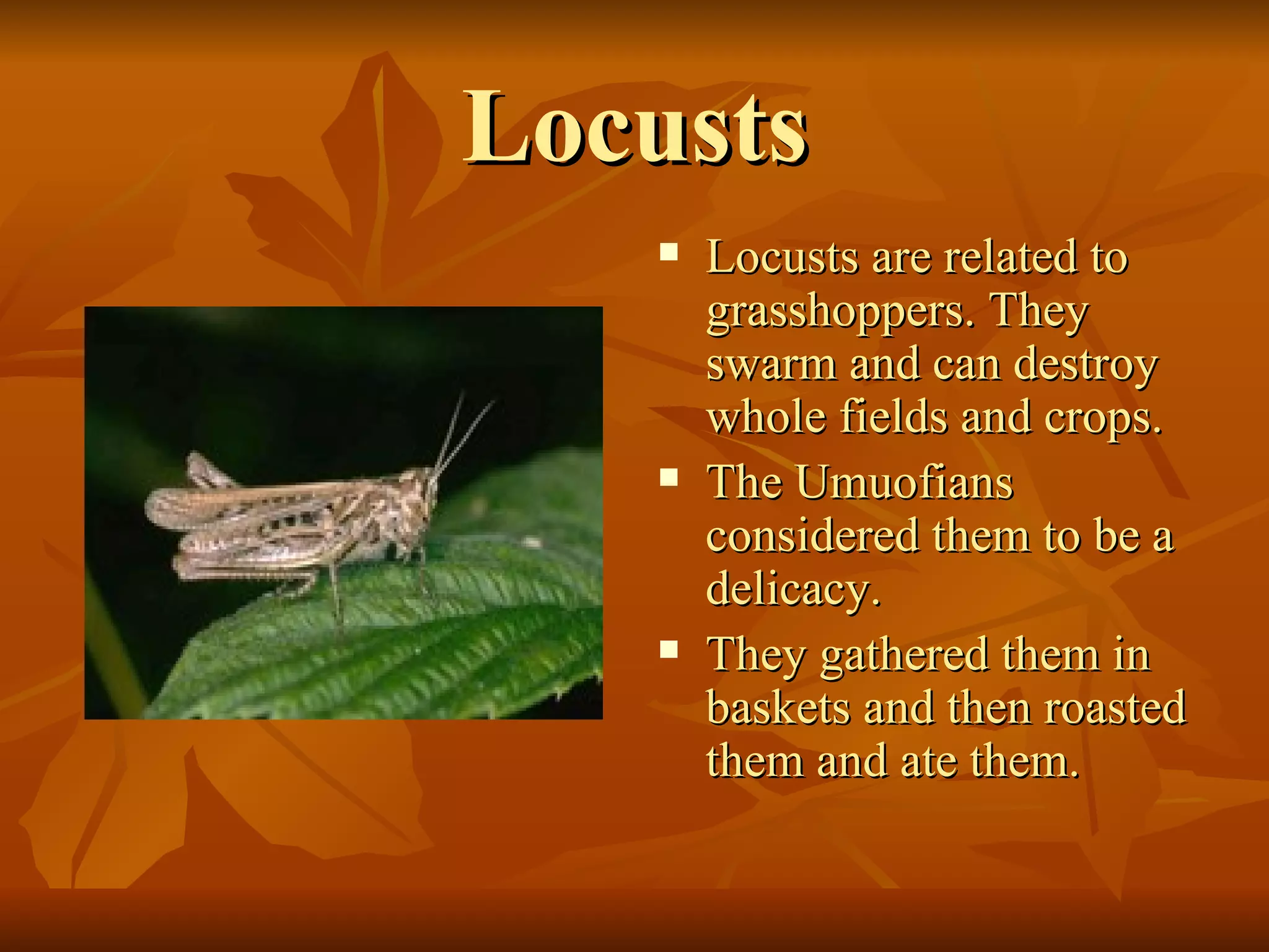 Locusts Locusts are related to grasshoppers. They swarm and can destroy whole fields and crops. The Umuofians considered them to be a delicacy. They gathered them in baskets and then roasted them and ate them.  